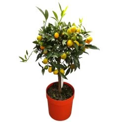 Kumquat, Stamm, Topf-Ø 22 Cm 17 Kumquat, Stamm, Topf-Ø 22 Cm -Pflanzen Paradies Verkauf 0630400015 Citrus fort margarita Stamm T20 H60 70 Kumquat farbiger Topf 2 79071