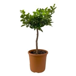 Kumquat 'Obovata', Stamm, Topf-Ø 20 Cm, Höhe Ca. 60 Cm -Pflanzen Paradies Verkauf 0630400019 Citrus fort marg Stamm Kumquat Obovata 2 104868