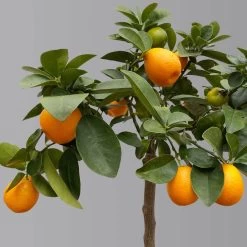 Kumquat 'Obovata', Stamm, Topf-Ø 20 Cm, Höhe Ca. 60 Cm -Pflanzen Paradies Verkauf 0630400019 Citrus fort marg Stamm T20 3162 Kumquat Obovata H60 1 125618