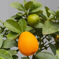 Kumquat 'Obovata', Stamm, Topf-Ø 20 Cm, Höhe Ca. 60 Cm -Pflanzen Paradies Verkauf 0630400019 Citrus fort marg Stamm T20 3162 Kumquat Obovata H60 2 125619