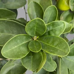 Kumquat 'Obovata', Stamm, Topf-Ø 20 Cm, Höhe Ca. 60 Cm -Pflanzen Paradies Verkauf 0630400019 Citrus fort marg Stamm T20 3162 Kumquat Obovata H60 4 125620
