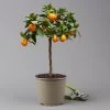Kumquat 'Obovata', Stamm, Topf-Ø 20 Cm, Höhe Ca. 60 Cm -Pflanzen Paradies Verkauf 0630400019 Citrus fort marg Stamm T20 3162 Kumquat Obovata H60 5 125616
