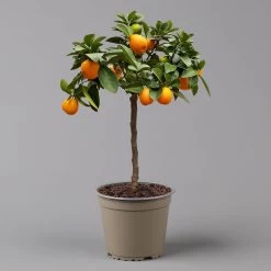 Kumquat 'Obovata', Stamm, Topf-Ø 20 Cm, Höhe Ca. 60 Cm -Pflanzen Paradies Verkauf 0630400019 Citrus fort marg Stamm T20 3162 Kumquat Obovata H60 6 125621