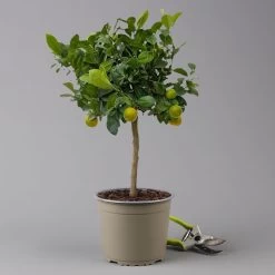 Calamondin, Stamm, Topf-Ø 20 Cm, Höhe Ca. 60 Cm