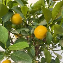 Calamondin, Stamm, Topf-Ø 20 Cm, Höhe Ca. 60 Cm -Pflanzen Paradies Verkauf 0630400021 Citrus madurensis Stamm Calamondin T20 5 104282