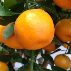Calamondin, Stamm, Topf-Ø 20 Cm, Höhe Ca. 60 Cm -Pflanzen Paradies Verkauf 0630400021 Citrus madurensis Stamm T20 H60 Calamondin farb Topf 2 78905