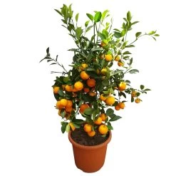 Calamondin, Stamm, Topf-Ø 20 Cm, Höhe Ca. 60 Cm -Pflanzen Paradies Verkauf 0630400021 Citrus madurensis Stamm T20 H60 Calamondin farb Topf 5 79072