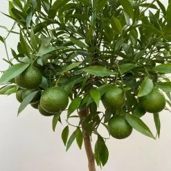 Mandarinenbaum, Stamm, Topf-Ø Ca. 24 Cm, Höhe Ca. 140 Cm -Pflanzen Paradies Verkauf 0630400025 Citrus reticulata Stamm T24 3 104283