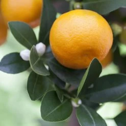 Kumquat, Stamm, Topf-Ø 22 Cm 21 Kumquat, Stamm, Topf-Ø 22 Cm -Pflanzen Paradies Verkauf 0630400068 0630400074 Citrus Calamondin 1 98319