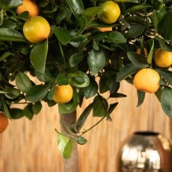 Kumquat, Stamm, Topf-Ø 22 Cm 18 Kumquat, Stamm, Topf-Ø 22 Cm -Pflanzen Paradies Verkauf 0630400068 0630400074 Citrus Calamondin 2 98320