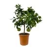 Grapefruitbaum, Kurz-Stamm, Topf-Ø 26 Cm -Pflanzen Paradies Verkauf 0630500011 Citrus paradisi Stamm T26 5 104345