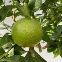 Grapefruitbaum, Kurz-Stamm, Topf-Ø 26 Cm -Pflanzen Paradies Verkauf 0630500011 Citrus paradisi Stamm T26 6 104297