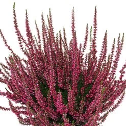Knospenheide, Farbe Nach Verfügbarkeit, Topf-Ø 10,5/11 Cm, 8er-Set -Pflanzen Paradies Verkauf 0650100465 Calluna vulgaris Knospenblueher rot 6er Set WS 95901