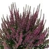 Knospenheide, Farbe Nach Verfügbarkeit, Topf-Ø 10,5/11 Cm, 8er-Set -Pflanzen Paradies Verkauf 0650100467 Calluna vulgaris Knospenblueher lila 6er Set WS 95903