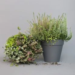 Heidepflanzen Mix, Farbe Variiert, Topf-Ø 15 Cm, 2er-Set 17 Heidepflanzen Mix, Farbe Variiert, Topf-Ø 15 Cm, 2er-Set -Pflanzen Paradies Verkauf 0651200005 Heide Mix T15 H30 10 97299