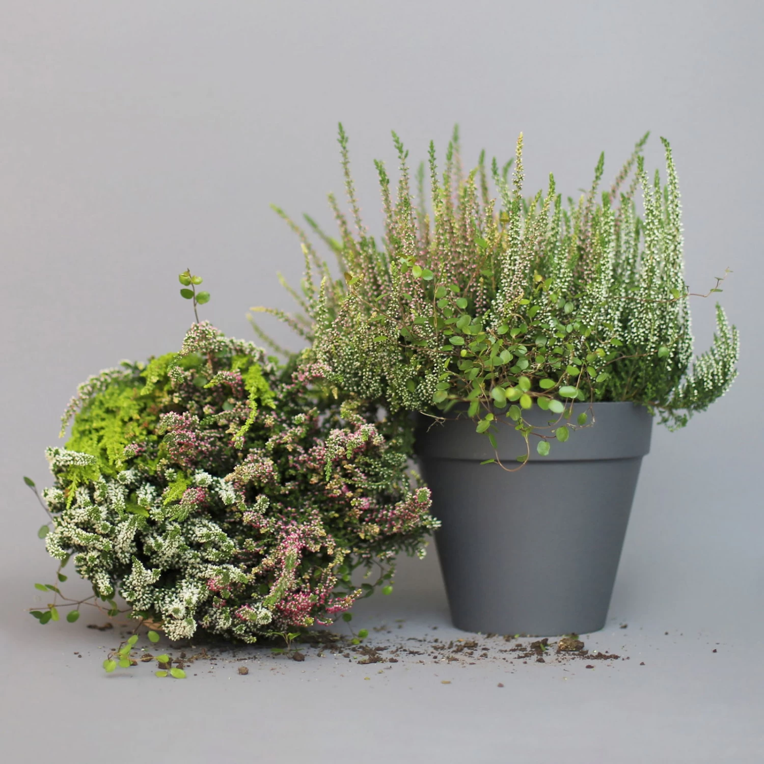 Heidepflanzen Mix, Farbe Variiert, Topf-Ø 15 Cm, 2er-Set 8 Heidepflanzen Mix, Farbe Variiert, Topf-Ø 15 Cm, 2er-Set – Bild 6