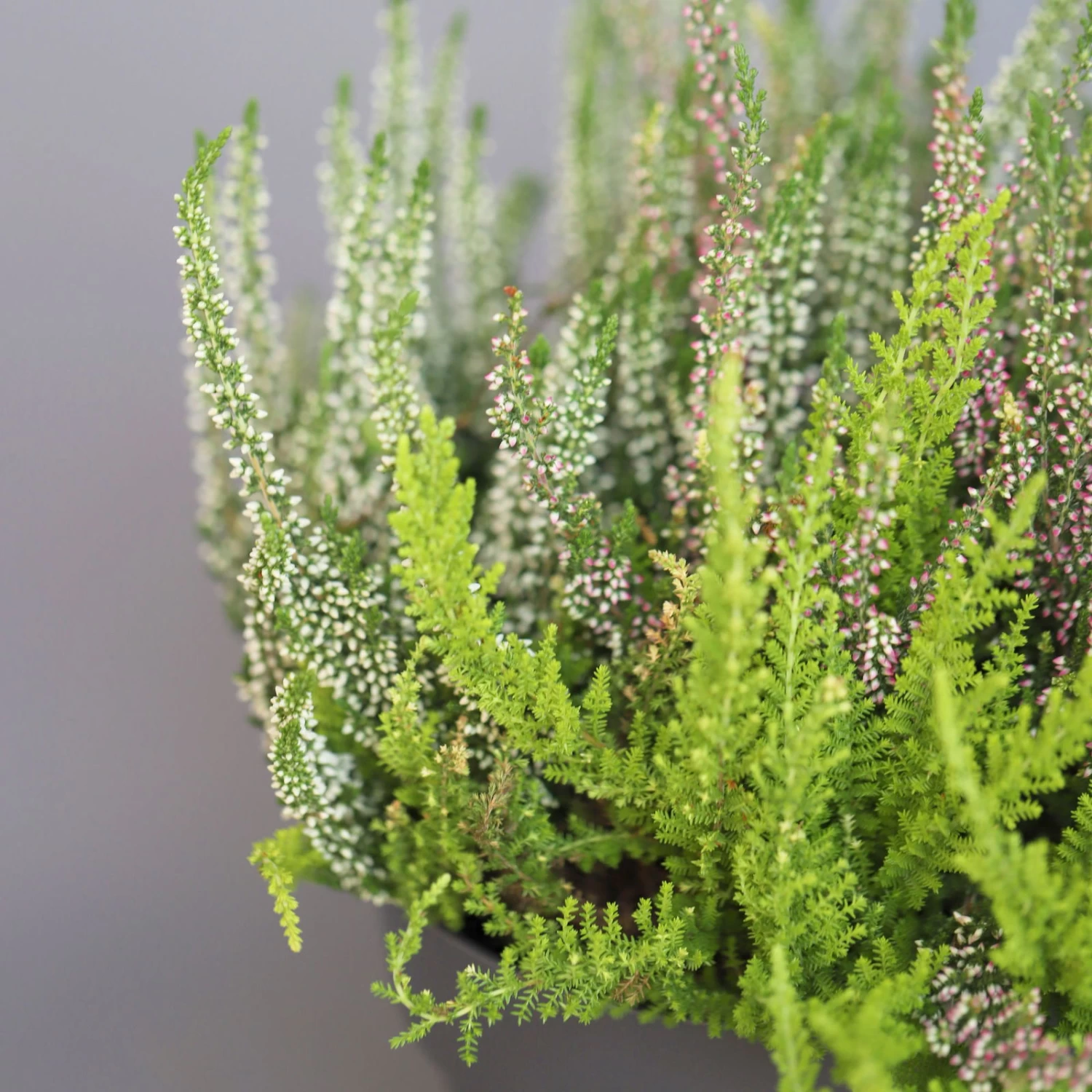 Heidepflanzen Mix, Farbe Variiert, Topf-Ø 15 Cm, 2er-Set 6 Heidepflanzen Mix, Farbe Variiert, Topf-Ø 15 Cm, 2er-Set – Bild 4