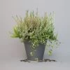 Heidepflanzen Mix, Farbe Variiert, Topf-Ø 15 Cm, 2er-Set -Pflanzen Paradies Verkauf 0651200005 Heide Mix T15 H30 1 97294