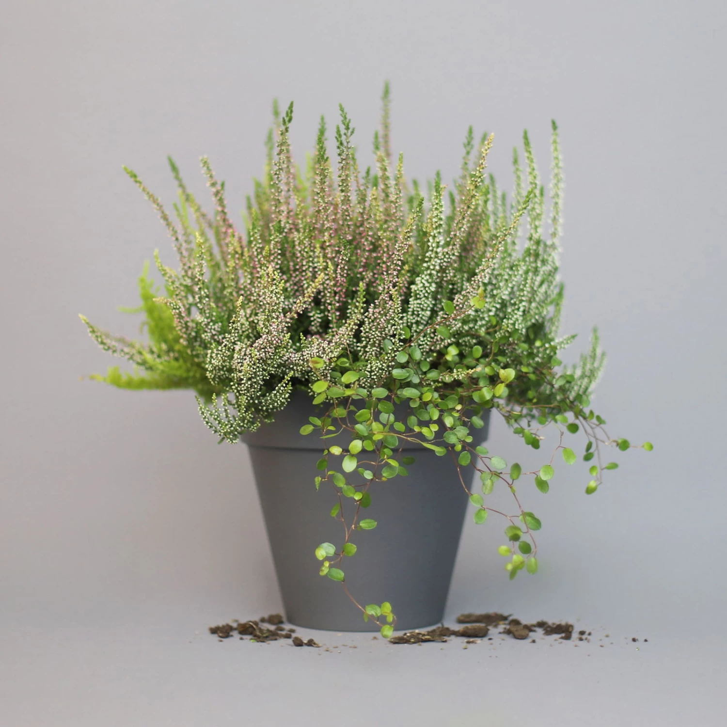 Heidepflanzen Mix, Farbe Variiert, Topf-Ø 15 Cm, 2er-Set 3 Heidepflanzen Mix, Farbe Variiert, Topf-Ø 15 Cm, 2er-Set