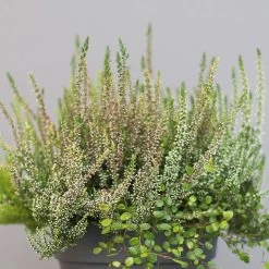 Heidepflanzen Mix, Farbe Variiert, Topf-Ø 15 Cm, 2er-Set 14 Heidepflanzen Mix, Farbe Variiert, Topf-Ø 15 Cm, 2er-Set -Pflanzen Paradies Verkauf 0651200005 Heide Mix T15 H30 2 97296