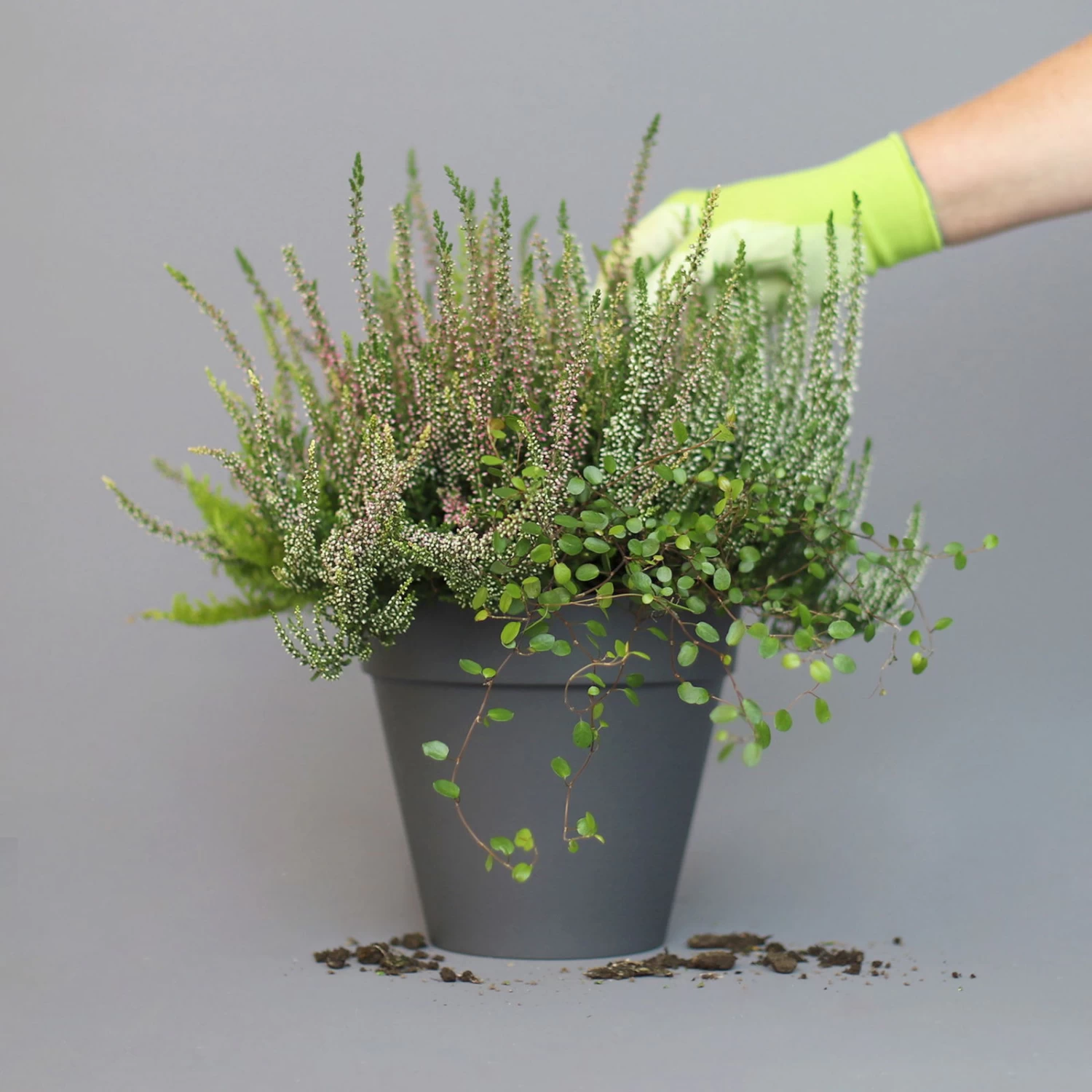 Heidepflanzen Mix, Farbe Variiert, Topf-Ø 15 Cm, 2er-Set 4 Heidepflanzen Mix, Farbe Variiert, Topf-Ø 15 Cm, 2er-Set – Bild 2