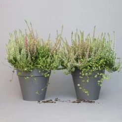 Heidepflanzen Mix, Farbe Variiert, Topf-Ø 15 Cm, 2er-Set 16 Heidepflanzen Mix, Farbe Variiert, Topf-Ø 15 Cm, 2er-Set -Pflanzen Paradies Verkauf 0651200005 Heide Mix T15 H30 6 97298