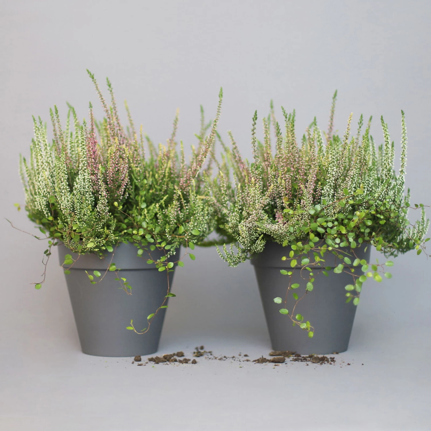 Heidepflanzen Mix, Farbe Variiert, Topf-Ø 15 Cm, 2er-Set 7 Heidepflanzen Mix, Farbe Variiert, Topf-Ø 15 Cm, 2er-Set – Bild 5