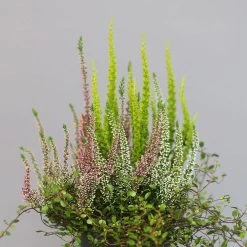 Heidepflanzen Mix, Topf-Ø 10,5 Cm, 6er-Set 10 Heidepflanzen Mix, Topf-Ø 10,5 Cm, 6er-Set -Pflanzen Paradies Verkauf 0651200008 Heide Mix T10 5 H20 1 97304