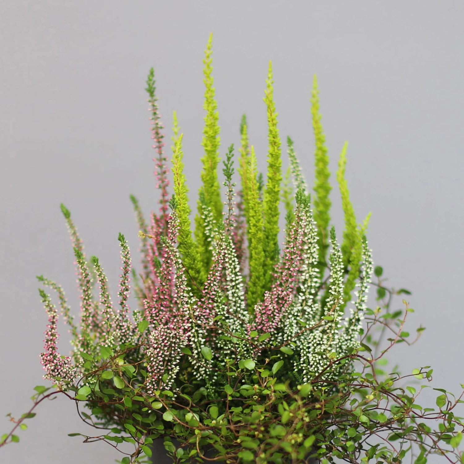 Heidepflanzen Mix, Topf-Ø 10,5 Cm, 6er-Set 5 Heidepflanzen Mix, Topf-Ø 10,5 Cm, 6er-Set – Bild 3