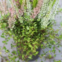 Heidepflanzen Mix, Topf-Ø 10,5 Cm, 6er-Set 11 Heidepflanzen Mix, Topf-Ø 10,5 Cm, 6er-Set -Pflanzen Paradies Verkauf 0651200008 Heide Mix T10 5 H20 6 97305