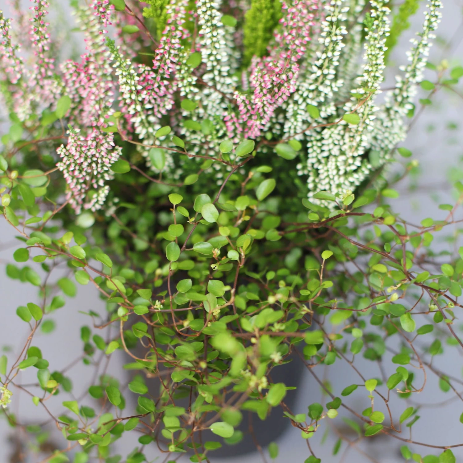 Heidepflanzen Mix, Topf-Ø 10,5 Cm, 6er-Set 6 Heidepflanzen Mix, Topf-Ø 10,5 Cm, 6er-Set – Bild 4