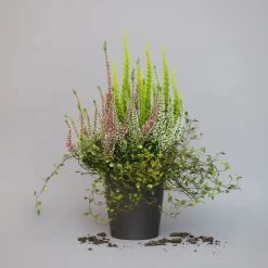 Heidepflanzen Mix, Topf-Ø 10,5 Cm, 6er-Set