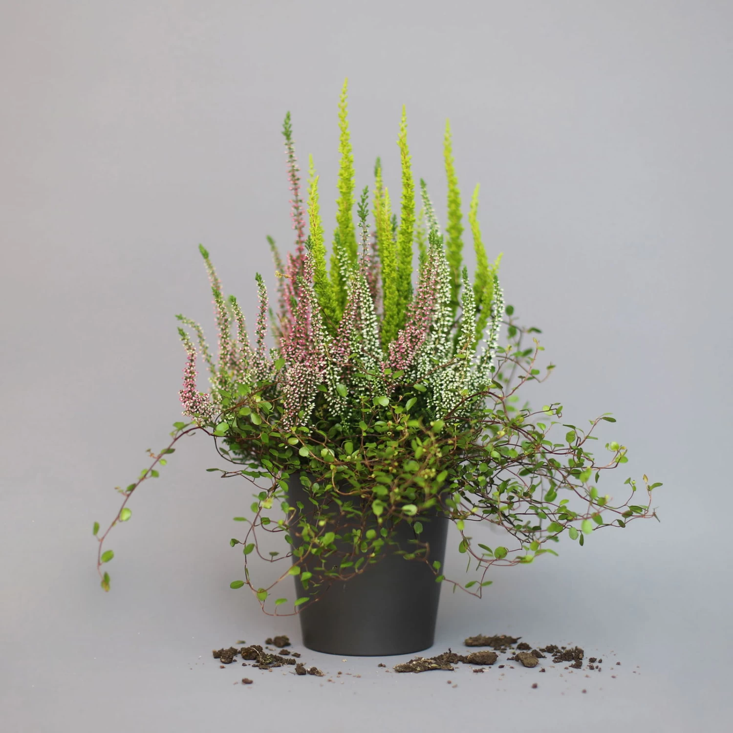 Heidepflanzen Mix, Topf-Ø 10,5 Cm, 6er-Set 3 Heidepflanzen Mix, Topf-Ø 10,5 Cm, 6er-Set