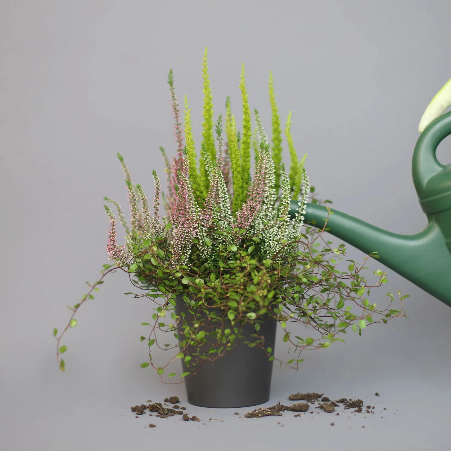 Heidepflanzen Mix, Topf-Ø 10,5 Cm, 6er-Set 4 Heidepflanzen Mix, Topf-Ø 10,5 Cm, 6er-Set – Bild 2