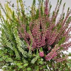 Heidepflanzen Mix, Farbe Variiert, Topf-/Schalen-Ø 23cm -Pflanzen Paradies Verkauf 0651200029 Heide Mix anthrazitfarbener Topf Set 2 4 81503