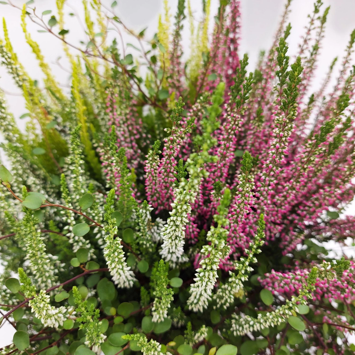 Heidepflanzen Mix, Farbe Variiert, Topf-Ø 15 Cm, 2er-Set 9 Heidepflanzen Mix, Farbe Variiert, Topf-Ø 15 Cm, 2er-Set – Bild 7