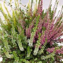 Heidepflanzen Mix, Farbe Variiert, Topf-/Schalen-Ø 23cm -Pflanzen Paradies Verkauf 0651200029 Heide Mix anthrazitfarbener Topf Set 2 5 81502