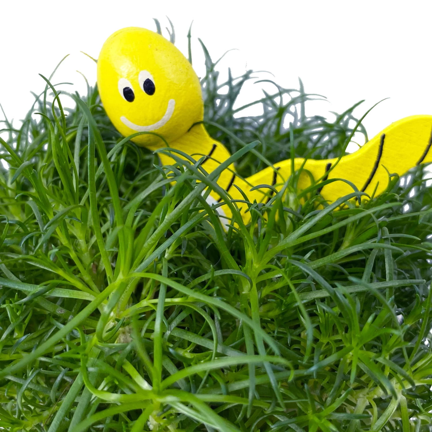 Sternmoos Mit Wurmstecker, Topf-Ø 6 Cm, 12er-Set 7 Sternmoos Mit Wurmstecker, Topf-Ø 6 Cm, 12er-Set – Bild 5