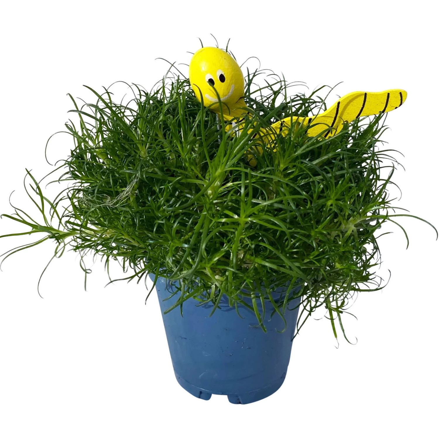 Sternmoos Mit Wurmstecker, Topf-Ø 6 Cm, 12er-Set 6 Sternmoos Mit Wurmstecker, Topf-Ø 6 Cm, 12er-Set – Bild 4