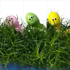 Sternmoos Mit Wurmstecker, Topf-Ø 6 Cm, 12er-Set