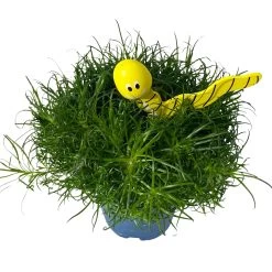 Sternmoos Mit Wurmstecker, Topf-Ø 6 Cm, 12er-Set 22 Sternmoos Mit Wurmstecker, Topf-Ø 6 Cm, 12er-Set -Pflanzen Paradies Verkauf 0664300091 Sagina mit Wurm gelb T6 Mini 12er Set 5 a 116150