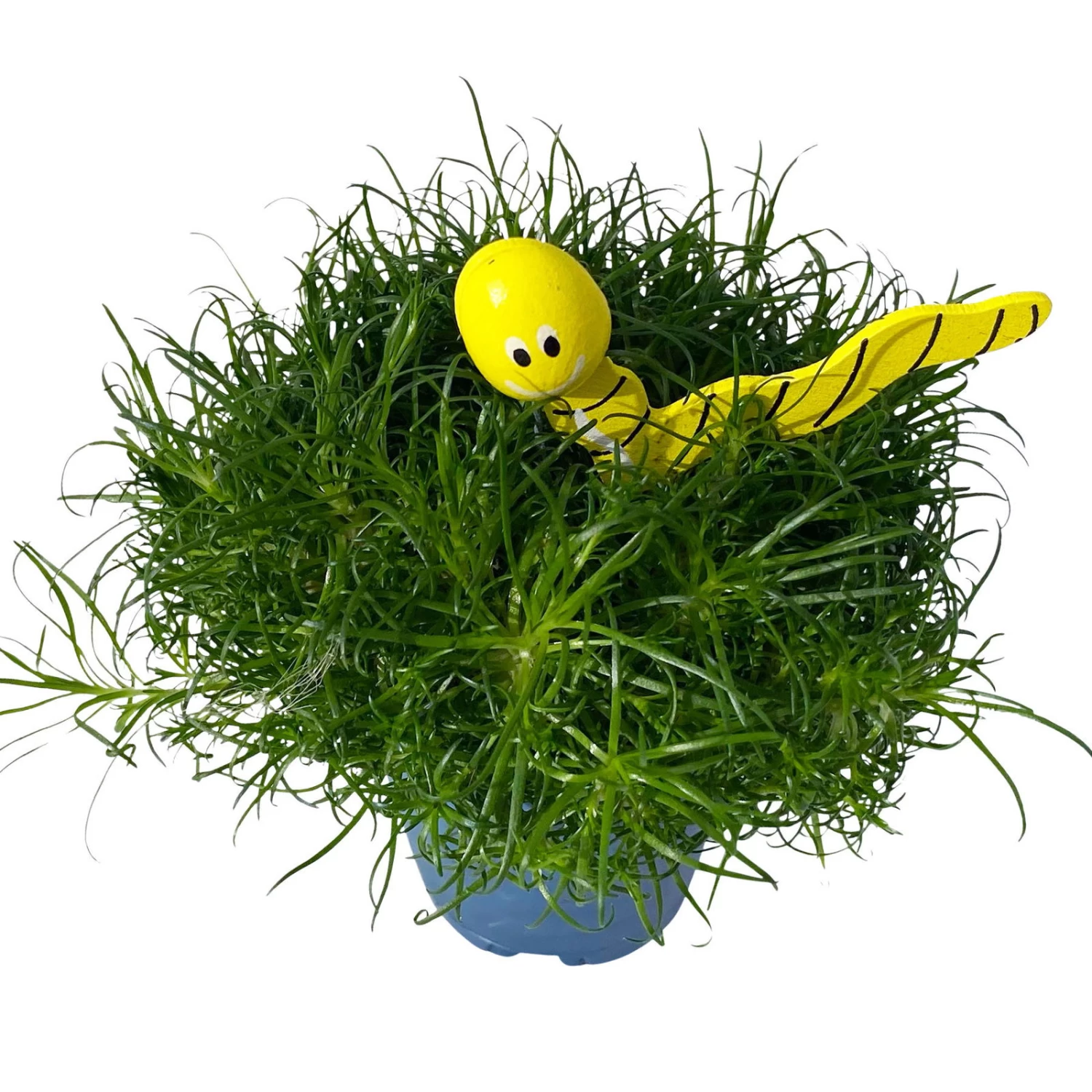 Sternmoos Mit Wurmstecker, Topf-Ø 6 Cm, 12er-Set 8 Sternmoos Mit Wurmstecker, Topf-Ø 6 Cm, 12er-Set – Bild 6