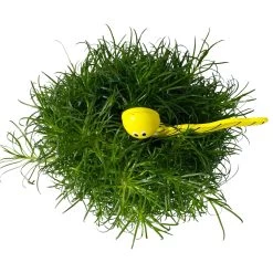 Sternmoos Mit Wurmstecker, Topf-Ø 6 Cm, 12er-Set 23 Sternmoos Mit Wurmstecker, Topf-Ø 6 Cm, 12er-Set -Pflanzen Paradies Verkauf 0664300091 Sagina mit Wurm gelb T6 Mini 12er Set 6 a 116157