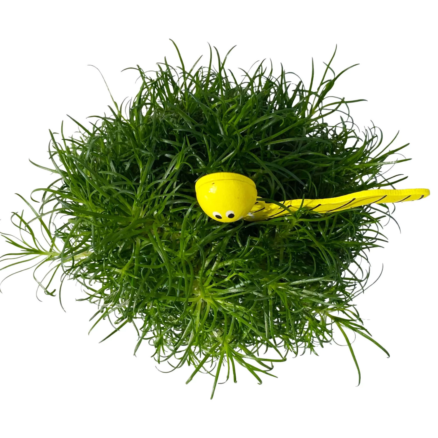 Sternmoos Mit Wurmstecker, Topf-Ø 6 Cm, 12er-Set 9 Sternmoos Mit Wurmstecker, Topf-Ø 6 Cm, 12er-Set – Bild 7