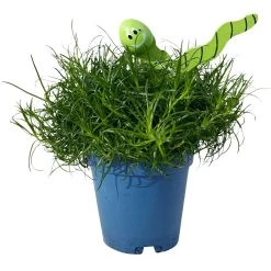 Sternmoos Mit Wurmstecker, Topf-Ø 6 Cm, 12er-Set 24 Sternmoos Mit Wurmstecker, Topf-Ø 6 Cm, 12er-Set -Pflanzen Paradies Verkauf 0664300091 Sagina mit Wurm gruen T6 Mini 12er Set 2 a 116151