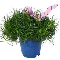 Sternmoos Mit Wurmstecker, Topf-Ø 6 Cm, 12er-Set 27 Sternmoos Mit Wurmstecker, Topf-Ø 6 Cm, 12er-Set -Pflanzen Paradies Verkauf 0664300091 Sagina mit Wurm rosa T6 Mini 12er Set 2 a 116154