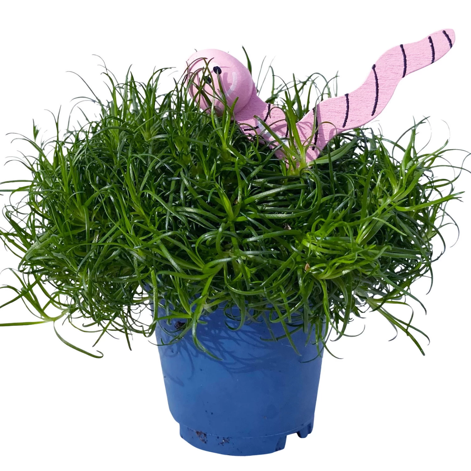 Sternmoos Mit Wurmstecker, Topf-Ø 6 Cm, 12er-Set 13 Sternmoos Mit Wurmstecker, Topf-Ø 6 Cm, 12er-Set – Bild 11