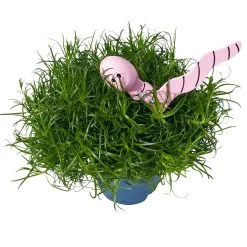 Sternmoos Mit Wurmstecker, Topf-Ø 6 Cm, 12er-Set 29 Sternmoos Mit Wurmstecker, Topf-Ø 6 Cm, 12er-Set -Pflanzen Paradies Verkauf 0664300091 Sagina mit Wurm rosa T6 Mini 12er Set 3 a 116156