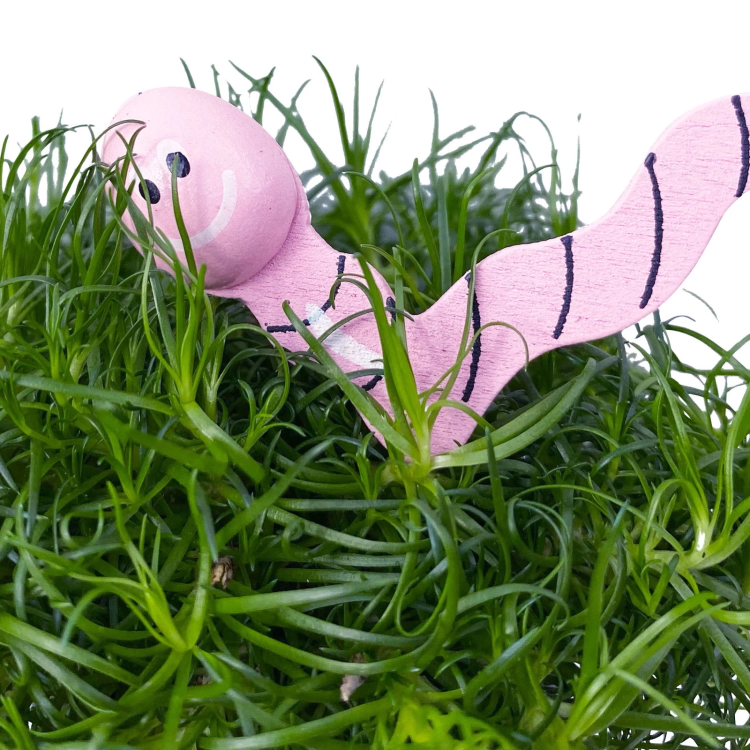 Sternmoos Mit Wurmstecker, Topf-Ø 6 Cm, 12er-Set 14 Sternmoos Mit Wurmstecker, Topf-Ø 6 Cm, 12er-Set – Bild 12