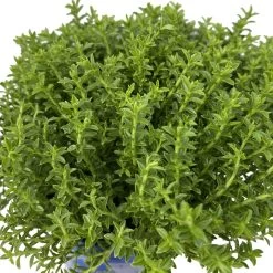 Hebe 'Green Boys®', Topf-Ø 6 Cm, 12er-Set -Pflanzen Paradies Verkauf 0664400080 Hebe Green Boys Mini T6 12er Set 6 116180